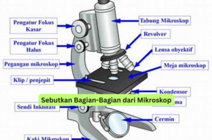 Sebutkan Bagian-Bagian dari Mikroskop