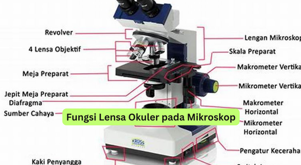 Fungsi Lensa Okuler pada Mikroskop