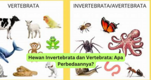 Hewan Invertebrata dan Vertebrata Apa Perbedaannya