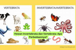 Hewan Invertebrata dan Vertebrata Apa Perbedaannya