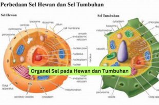Organel Sel pada Hewan dan Tumbuhan