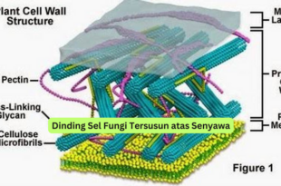 Dinding Sel Fungi Tersusun atas Senyawa