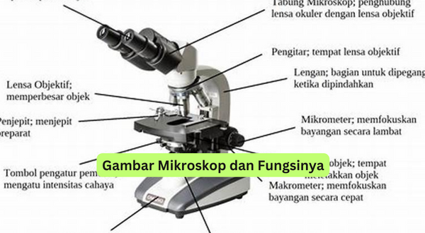 Gambar Mikroskop dan Fungsinya